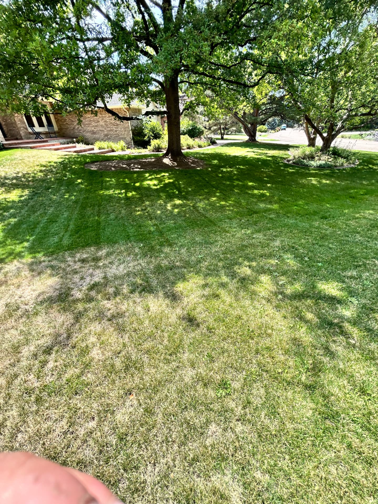 Freshly mowed front lawn with mature shade trees