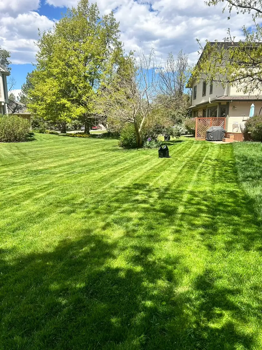 Bright green front lawn with mowing stripes in spring, Colorado