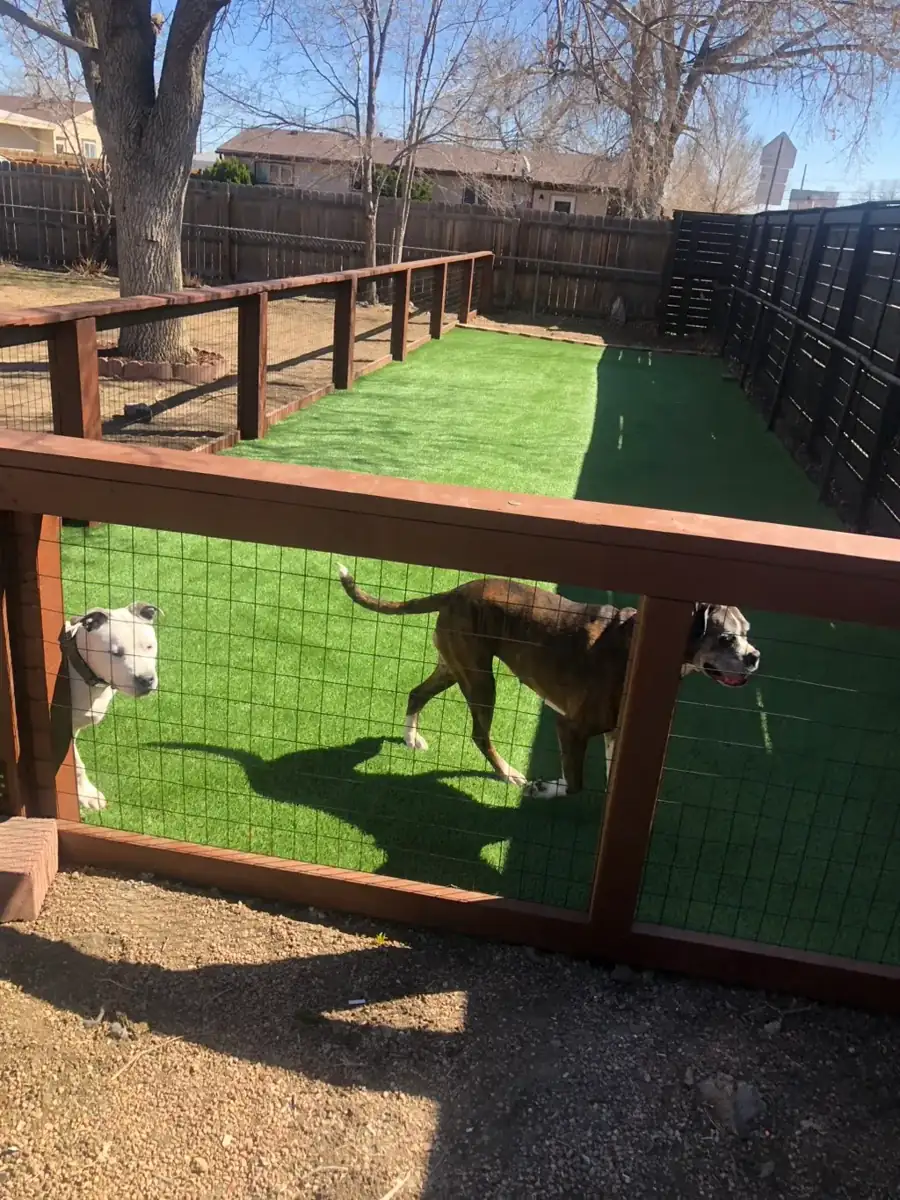 Fenced backyard dog run with artificial turf installed in Denver, Colorado